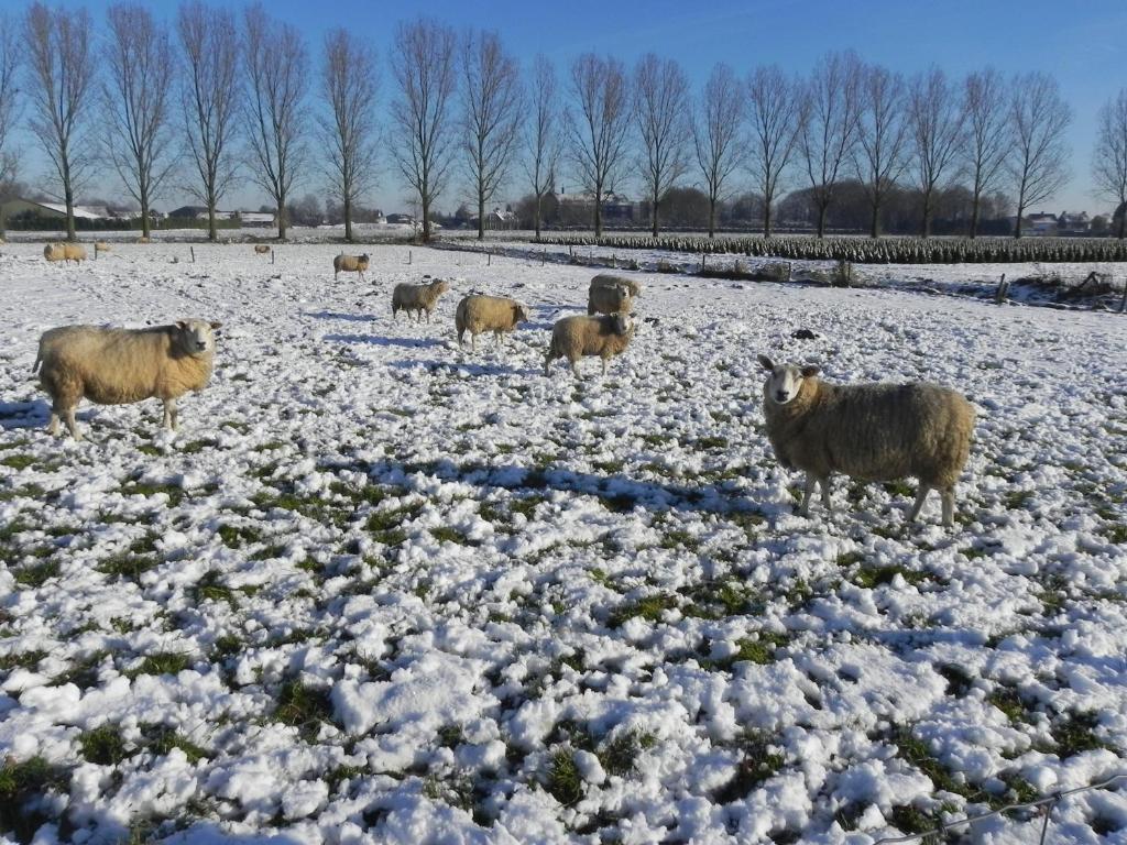Hoeve De Mertel Biezenmortel Eksteriør bilde